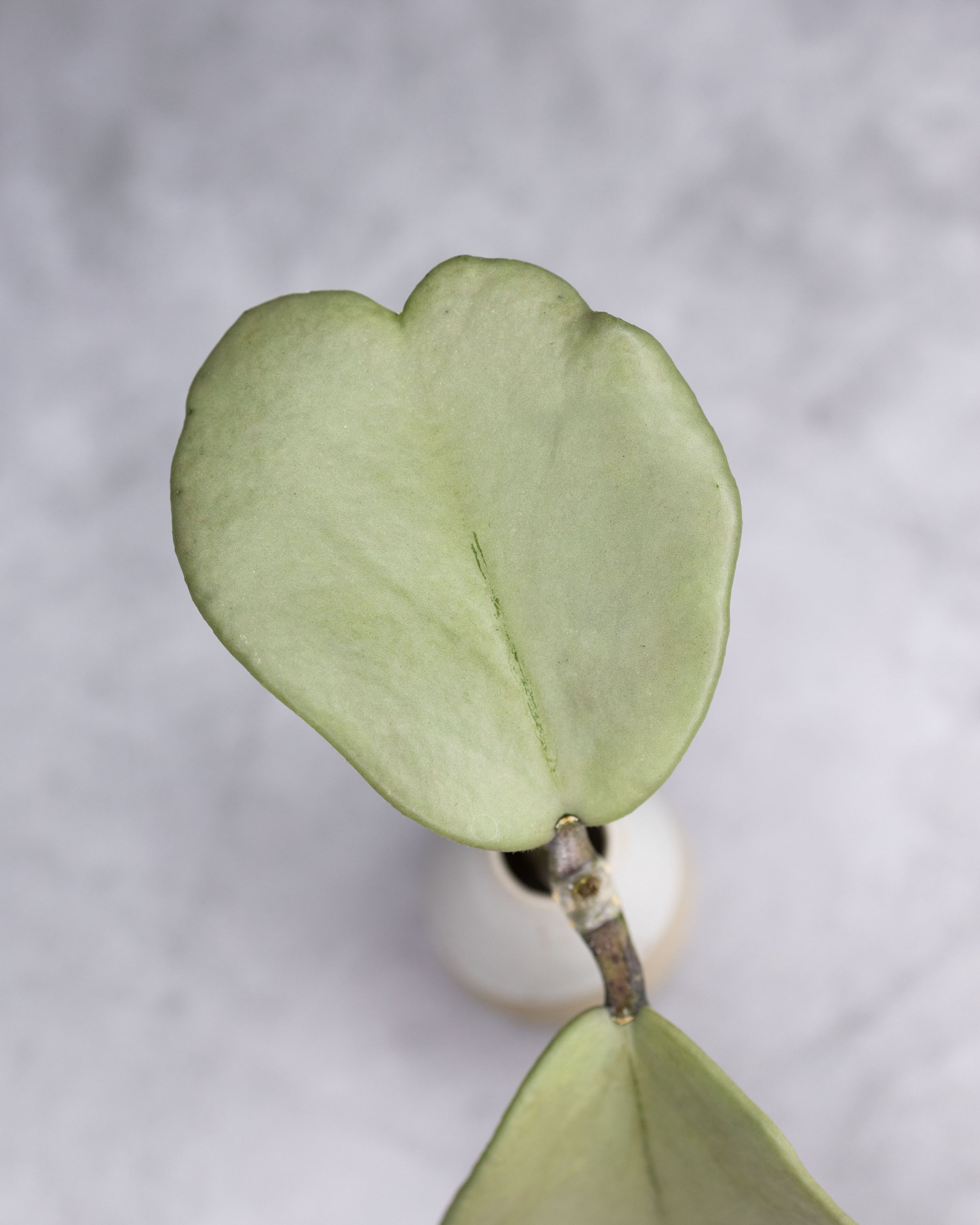 Hoya kerrii (Silver)