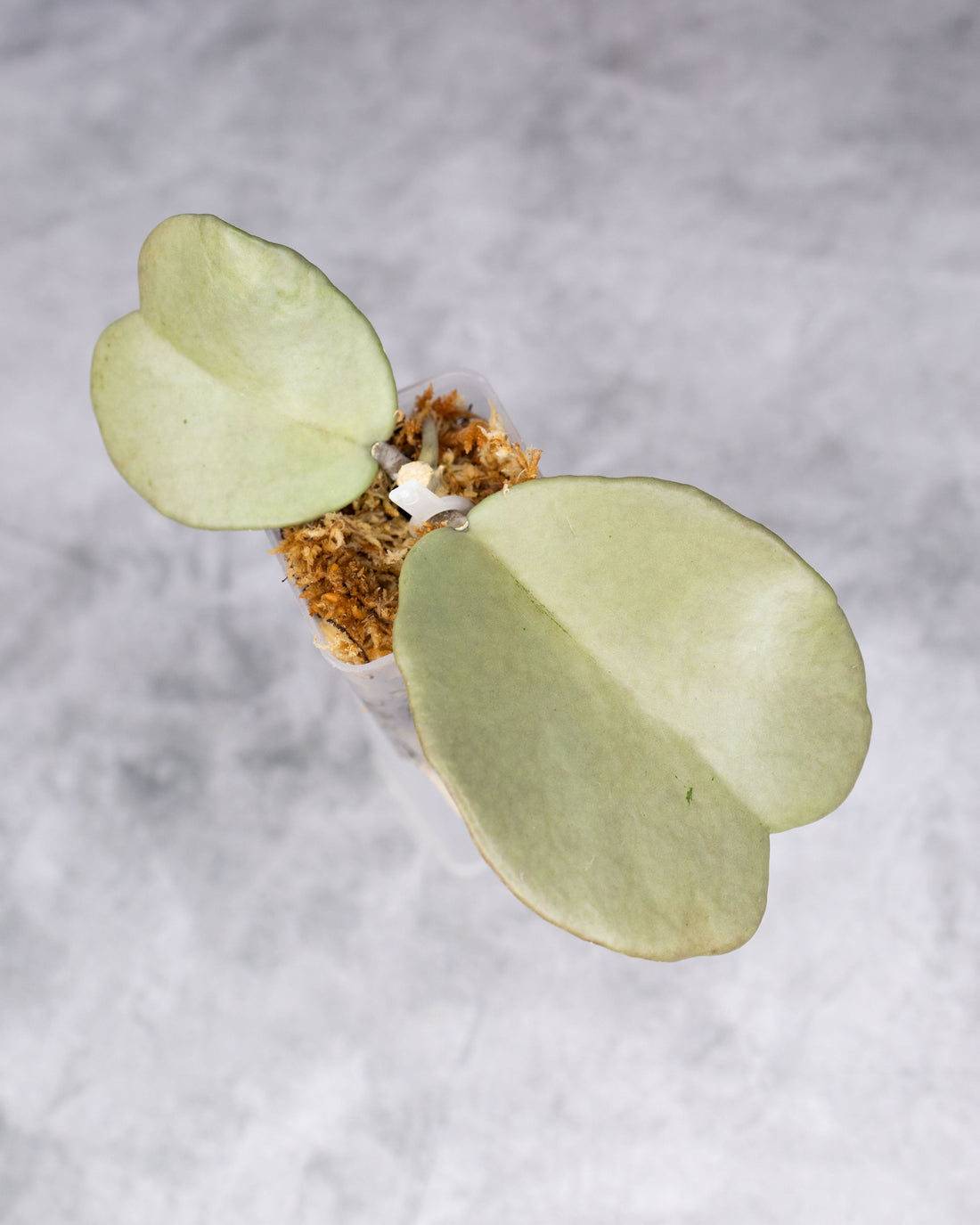 Hoya kerrii (Silver)