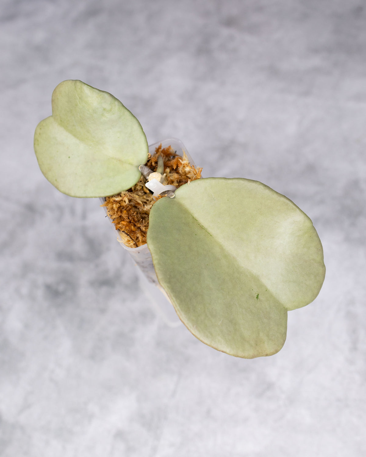 Hoya kerrii (Silver)