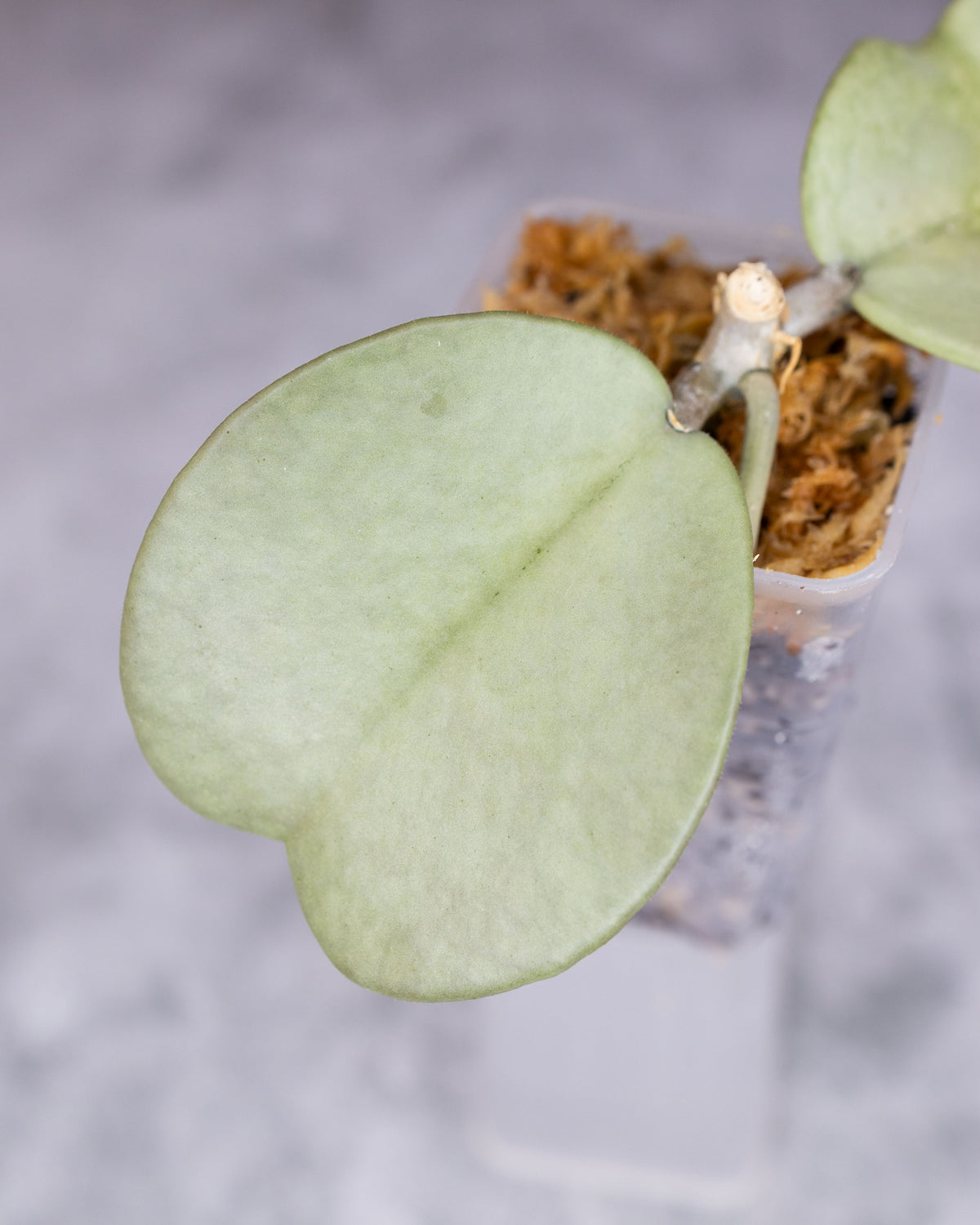 Hoya kerrii (Silver) (deformed leaf)