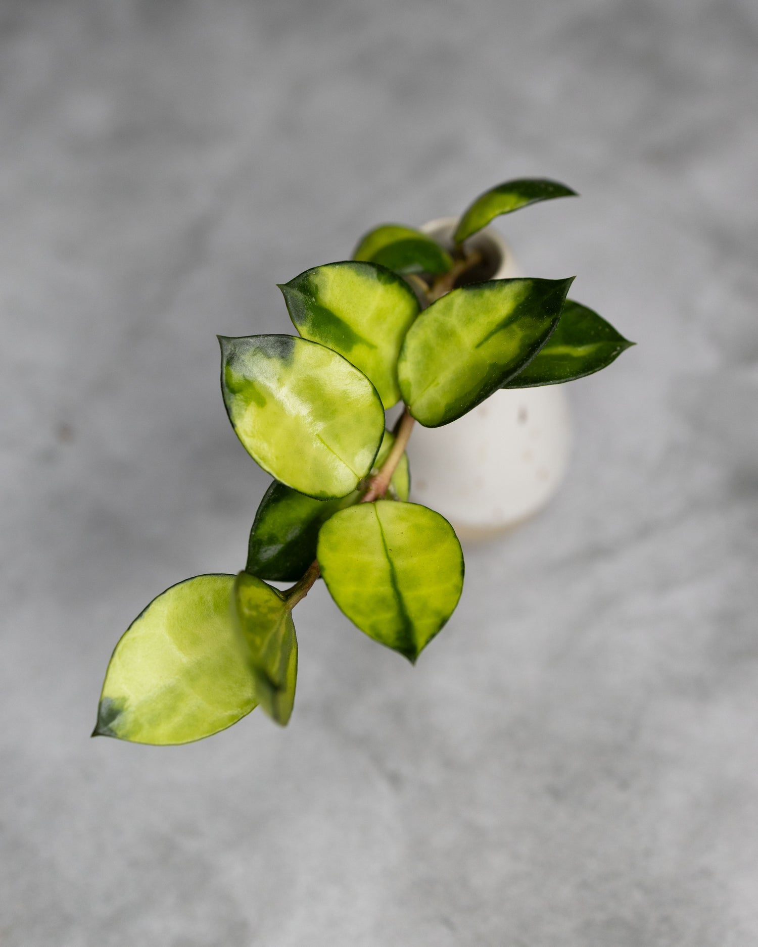 Hoya lacunosa &