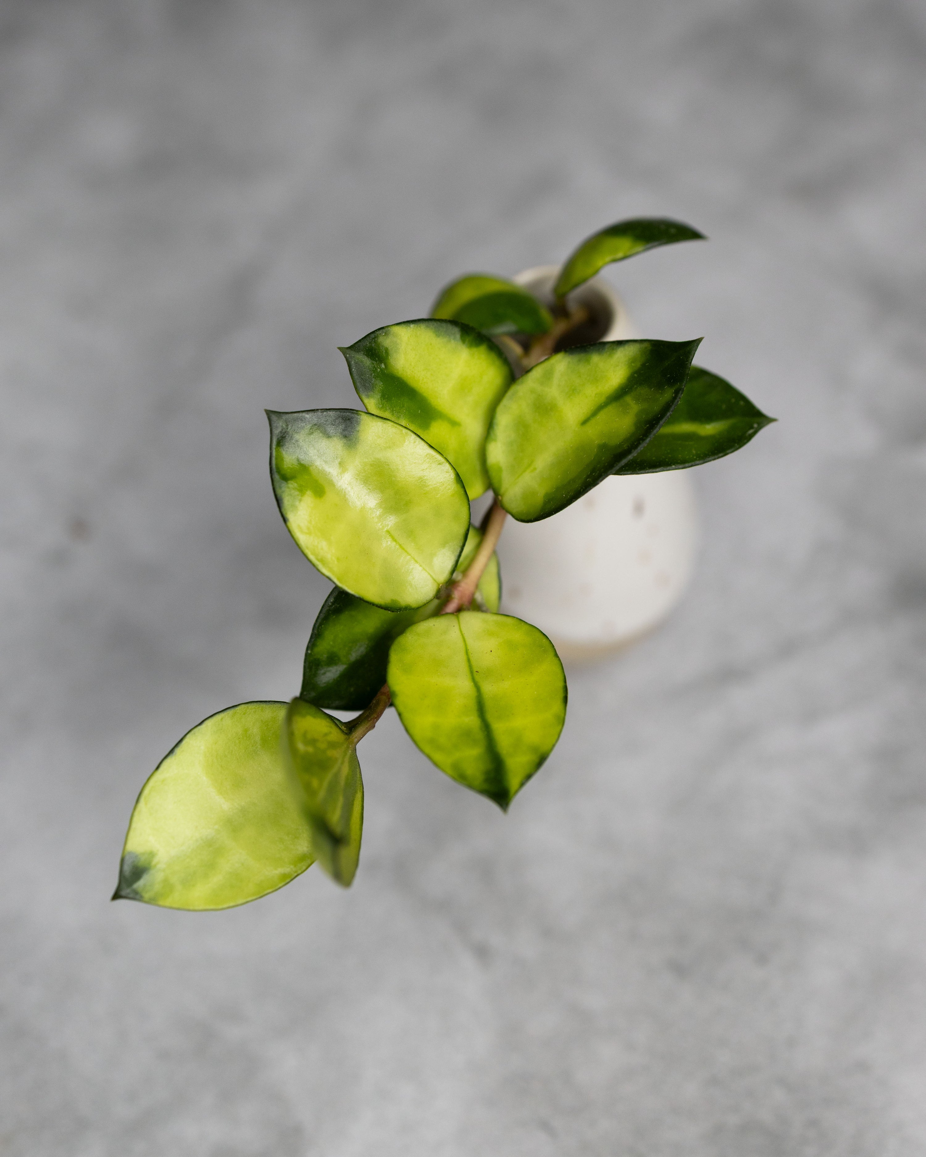 Hoya lacunosa &
