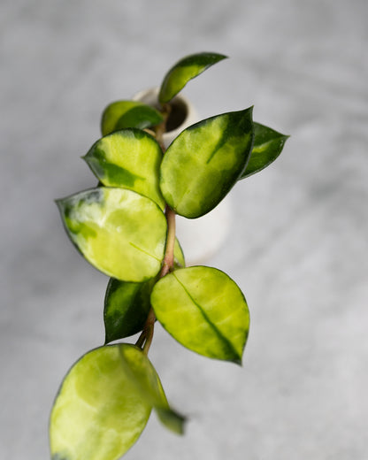 Hoya lacunosa &