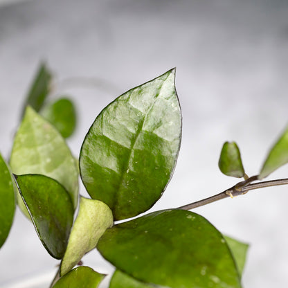 Hoya lacunosa &