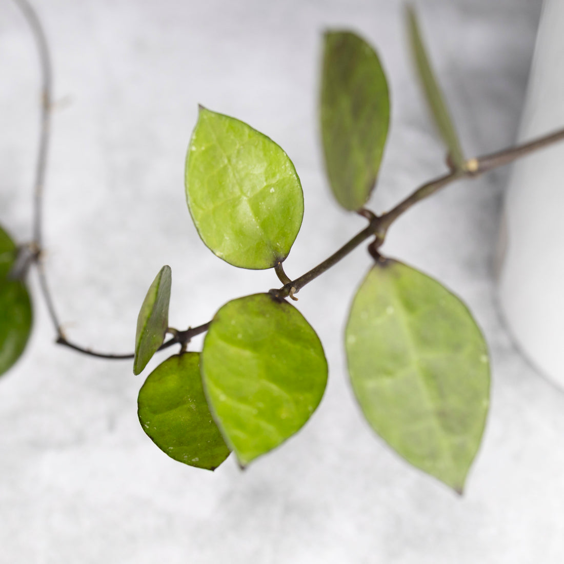 Hoya lacunosa &