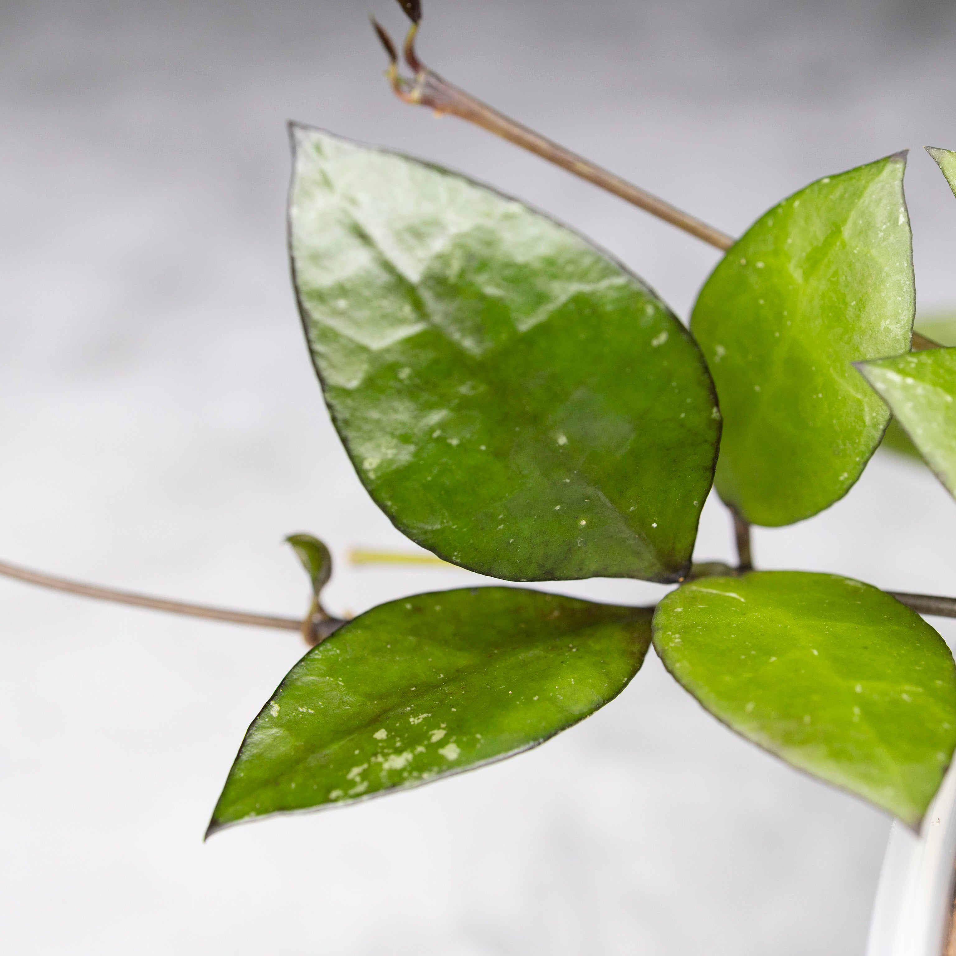 Hoya lacunosa &