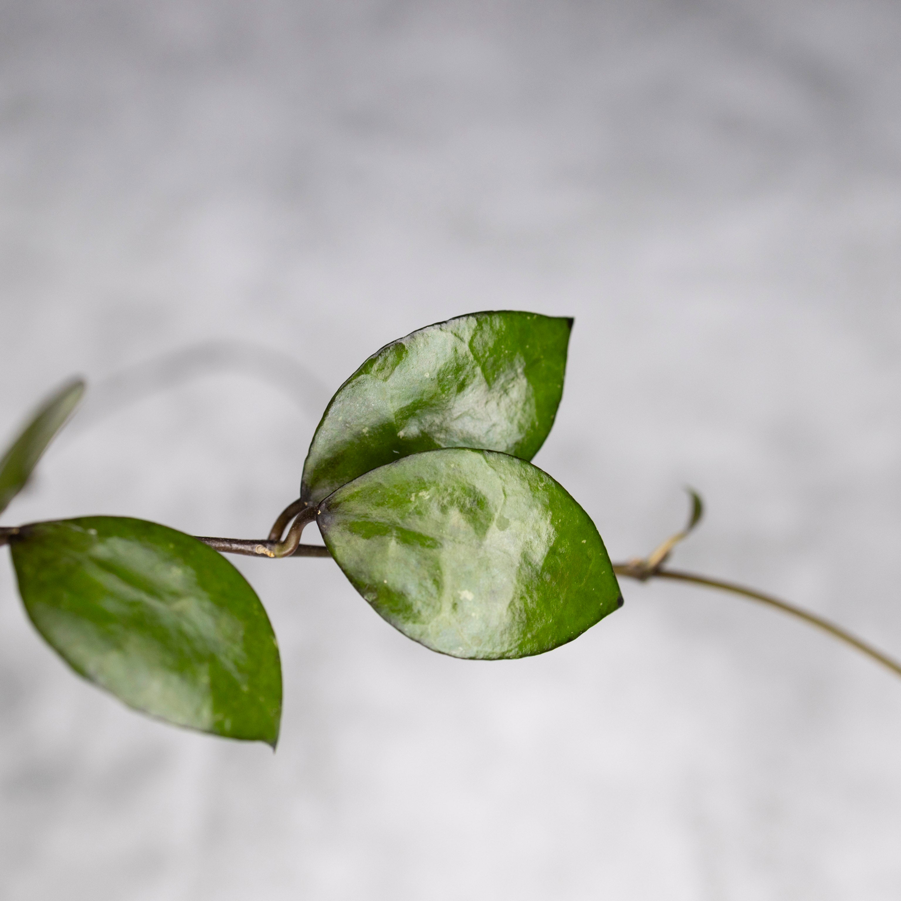 Hoya lacunosa &