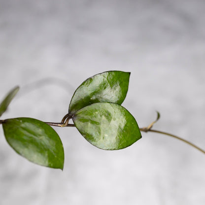 Hoya lacunosa &