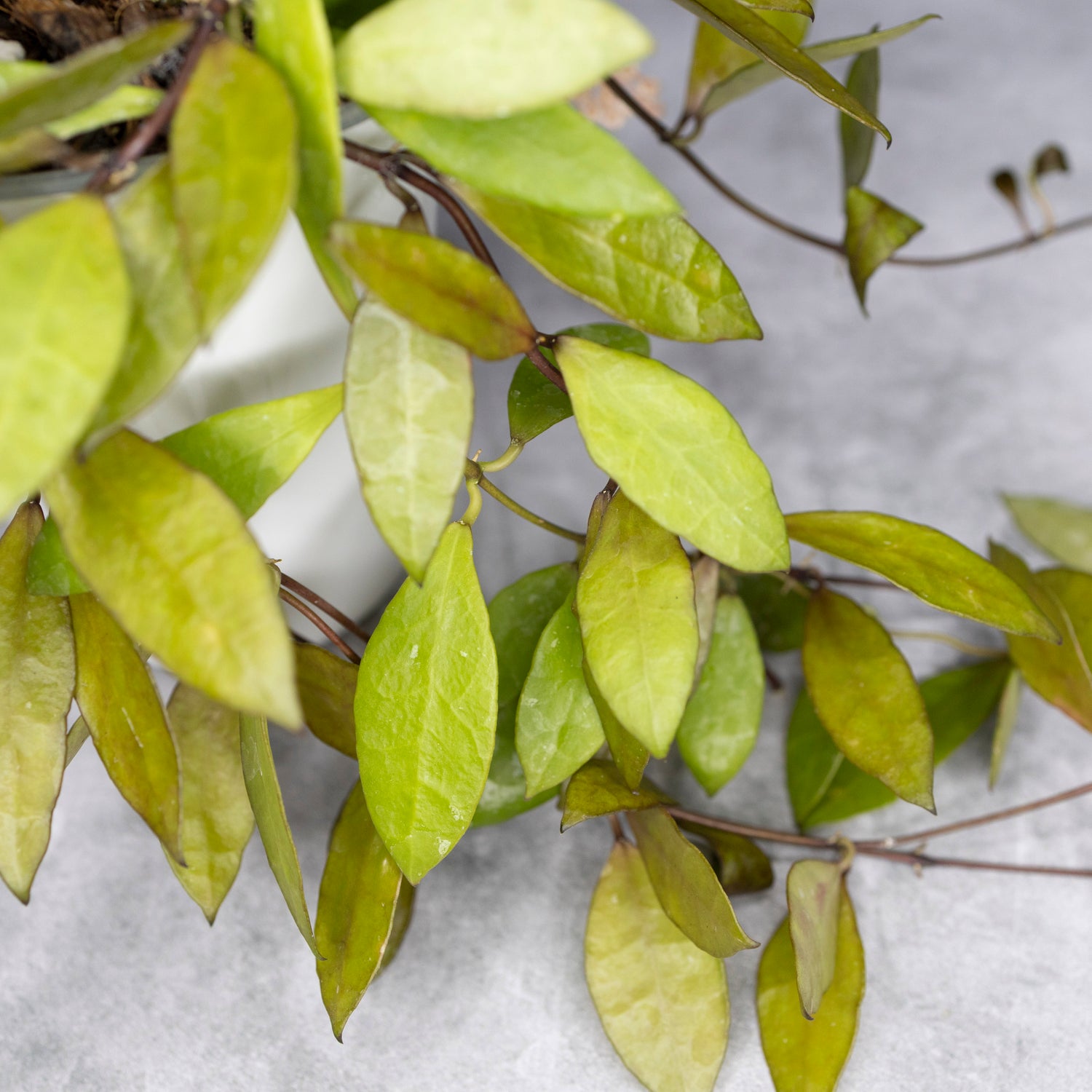 Close-up of a plant with golden leaves on a gray background