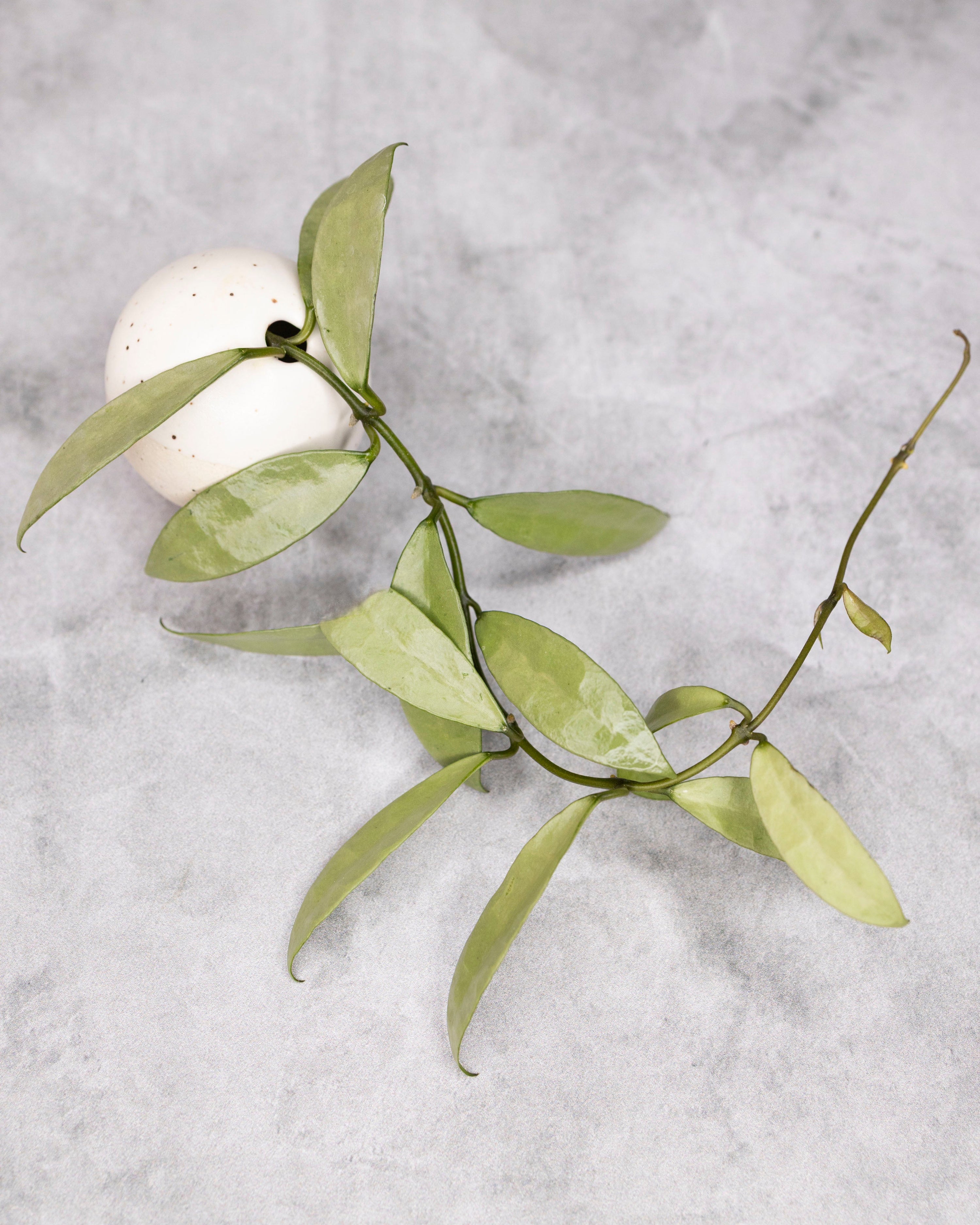 Hoya lacunosa &