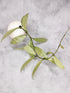 Hoya lacunosa &