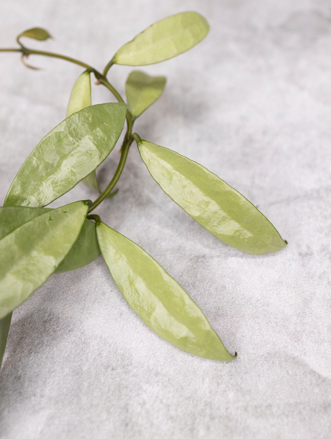 Hoya lacunosa &