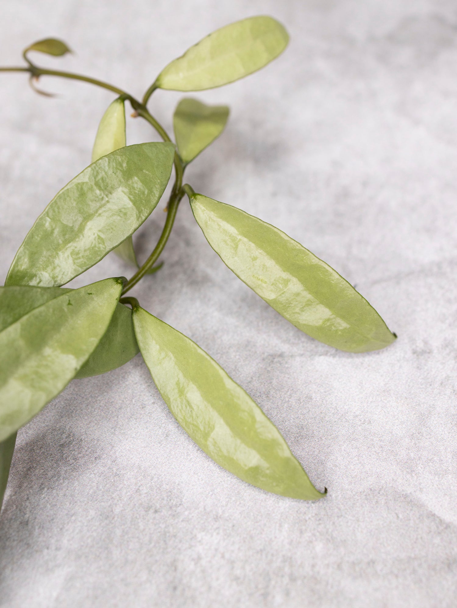 Hoya lacunosa &