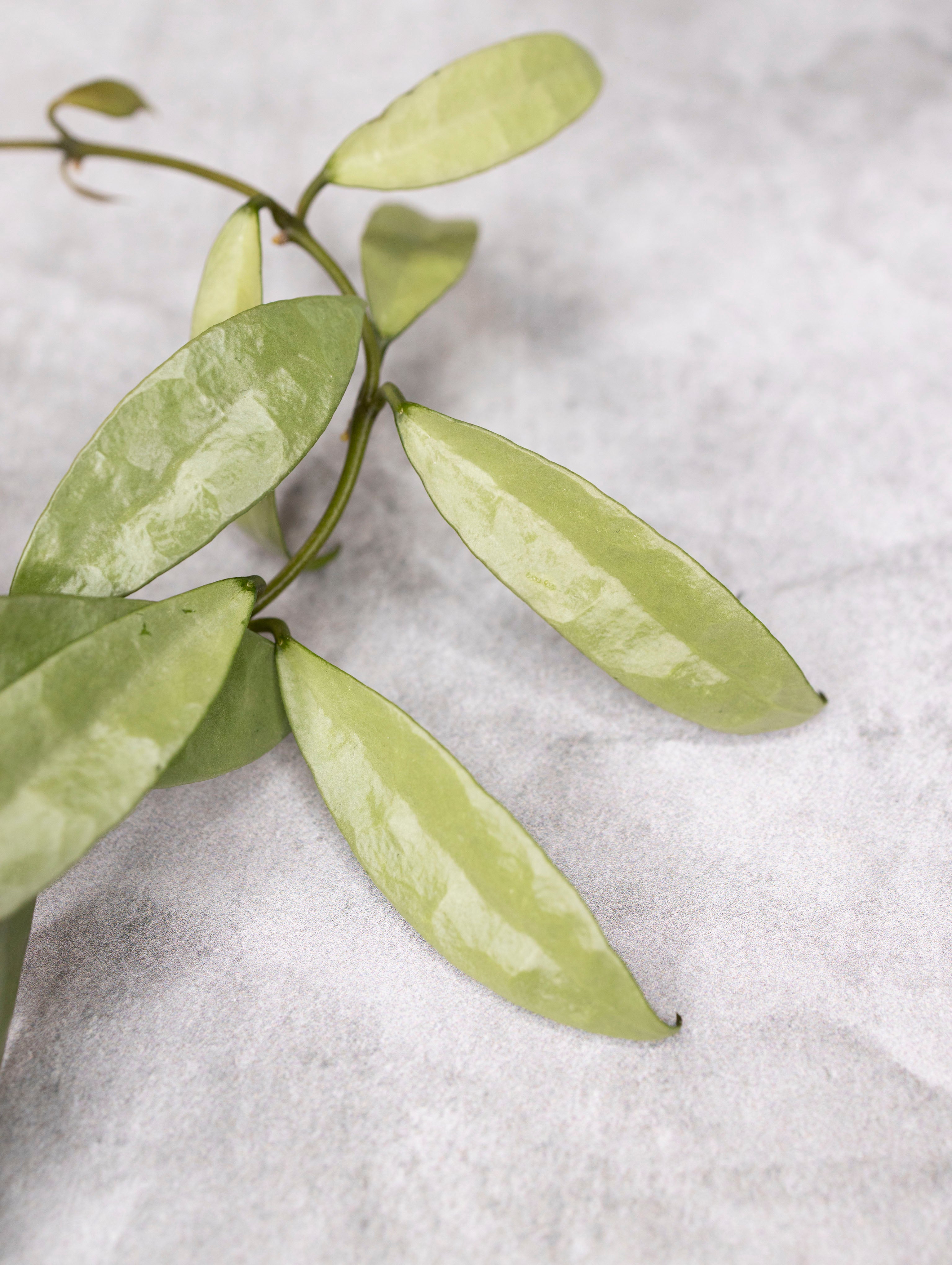 Hoya lacunosa &
