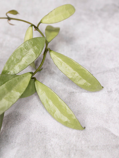 Hoya lacunosa &