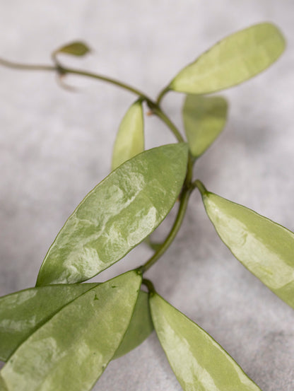 Hoya lacunosa &