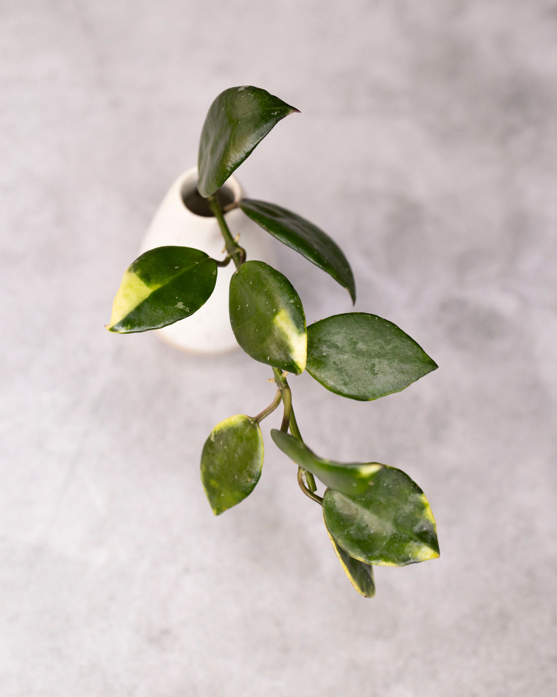 Hoya lacunosa SV 403