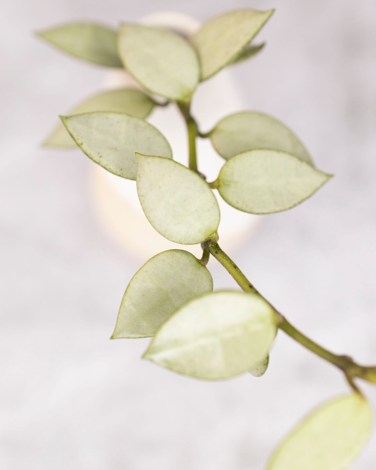 Small silver Hoya plant on a light gray background