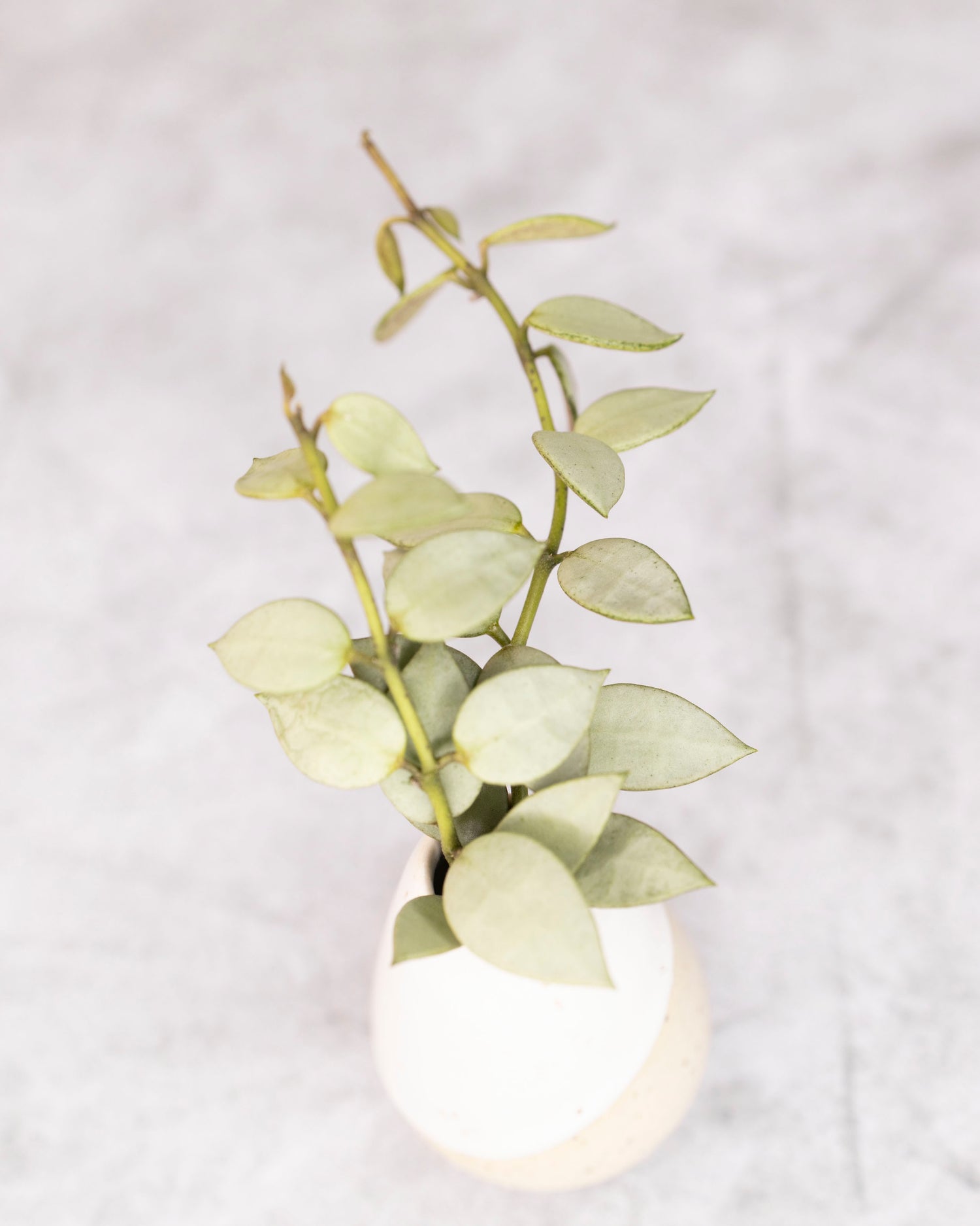 Small silver Hoya plant on a light gray background