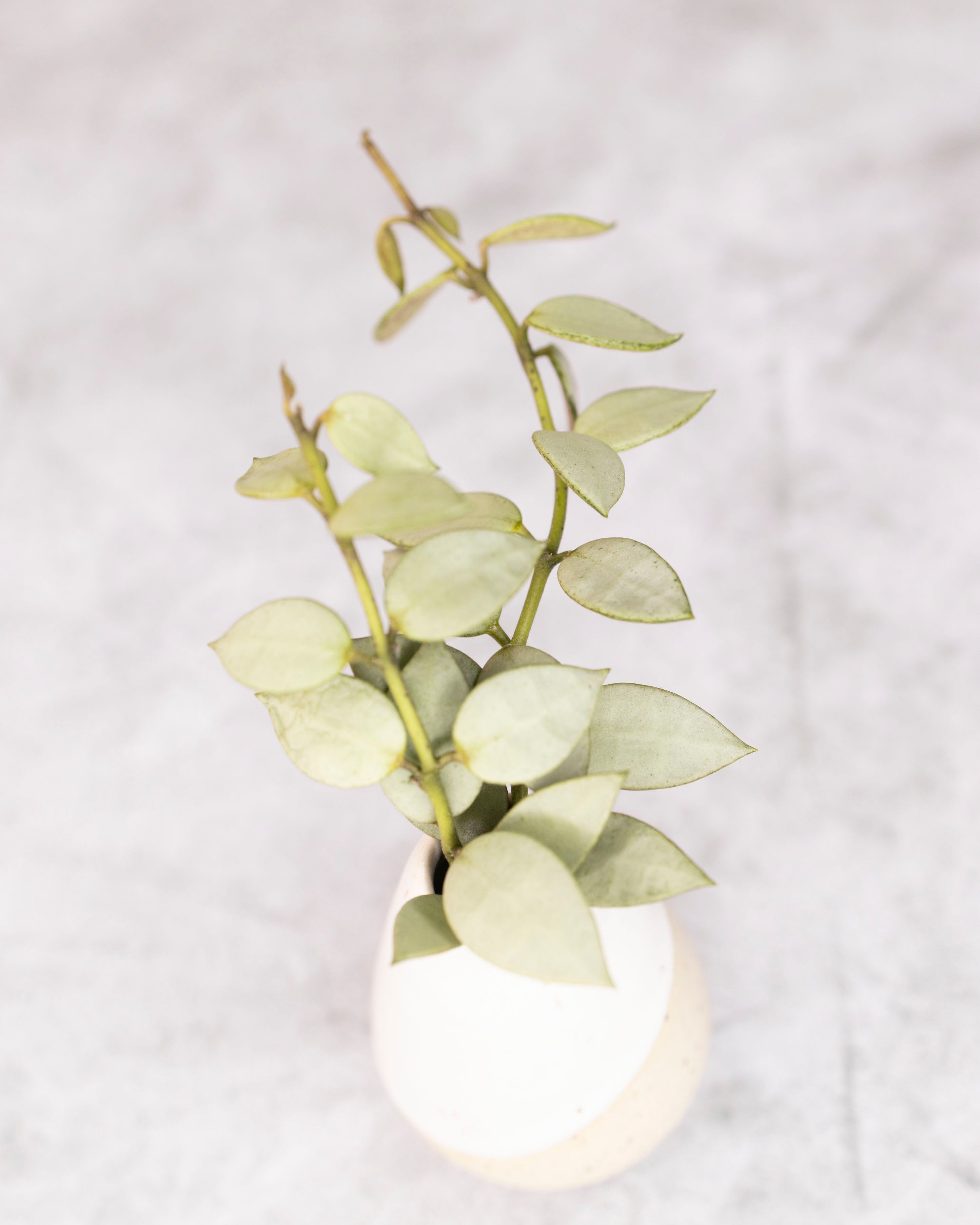 Small silver Hoya plant on a light gray background