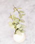 Small silver Hoya plant on a light gray background