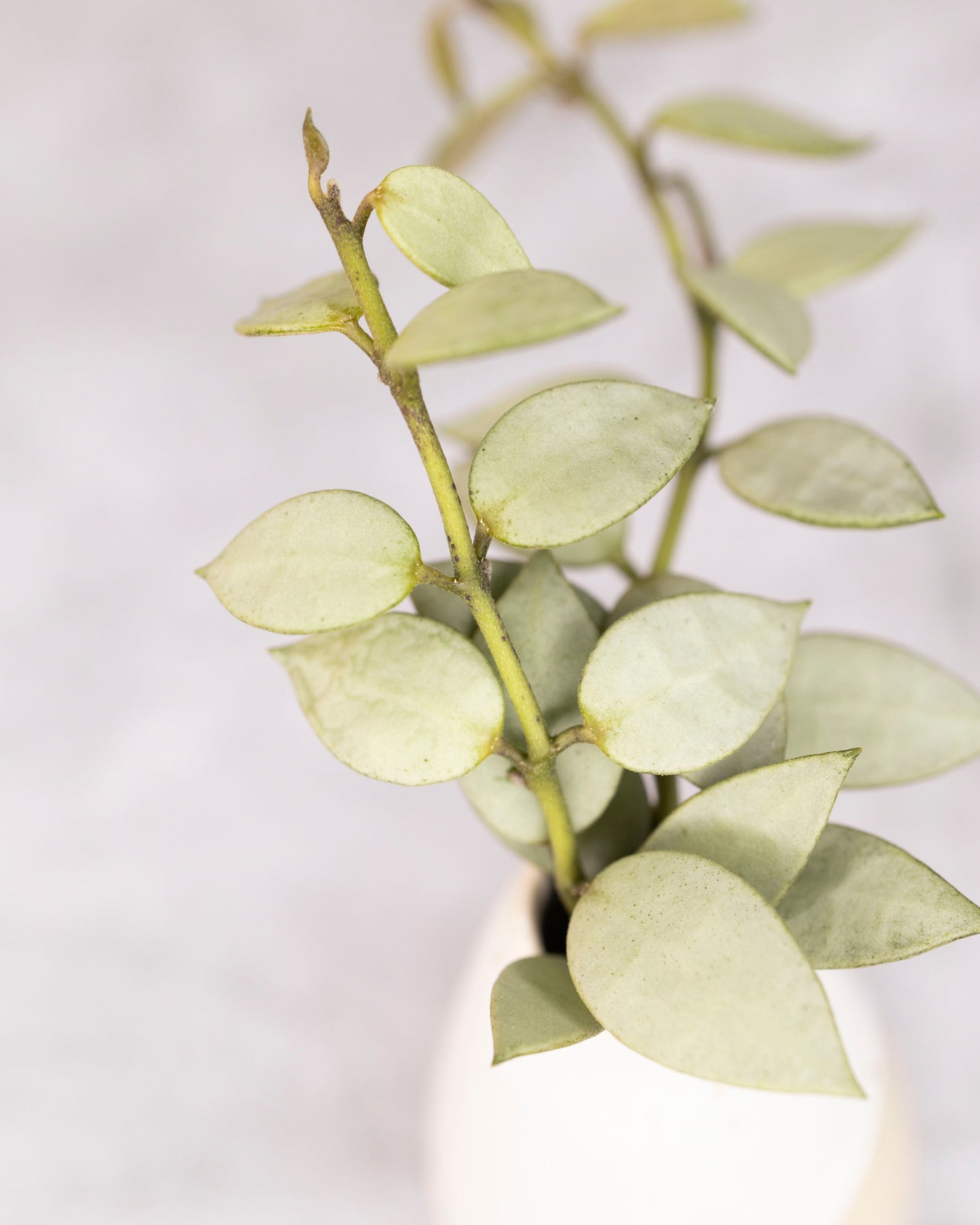 Small silver Hoya plant on a light gray background