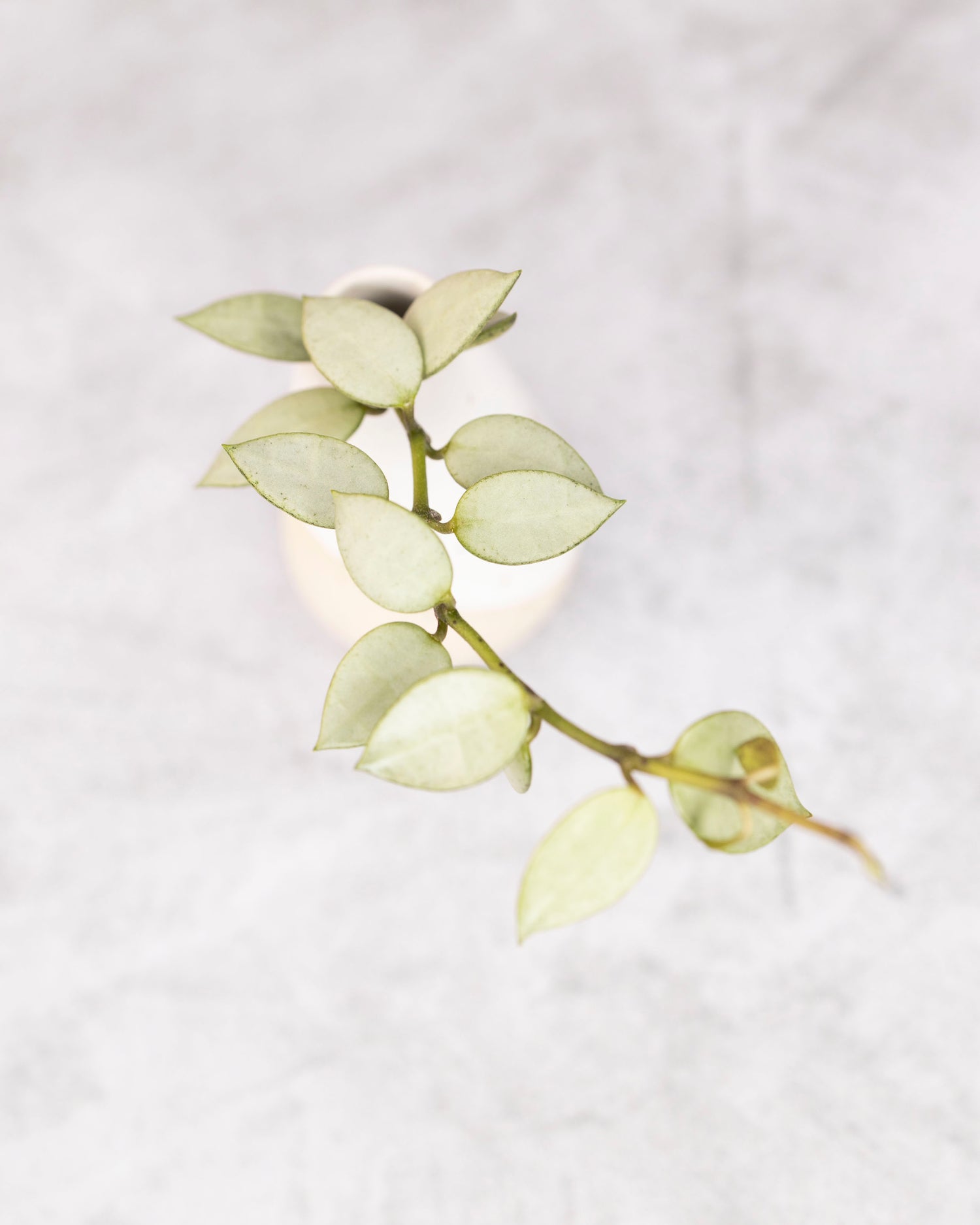 Small silver Hoya plant on a light gray background