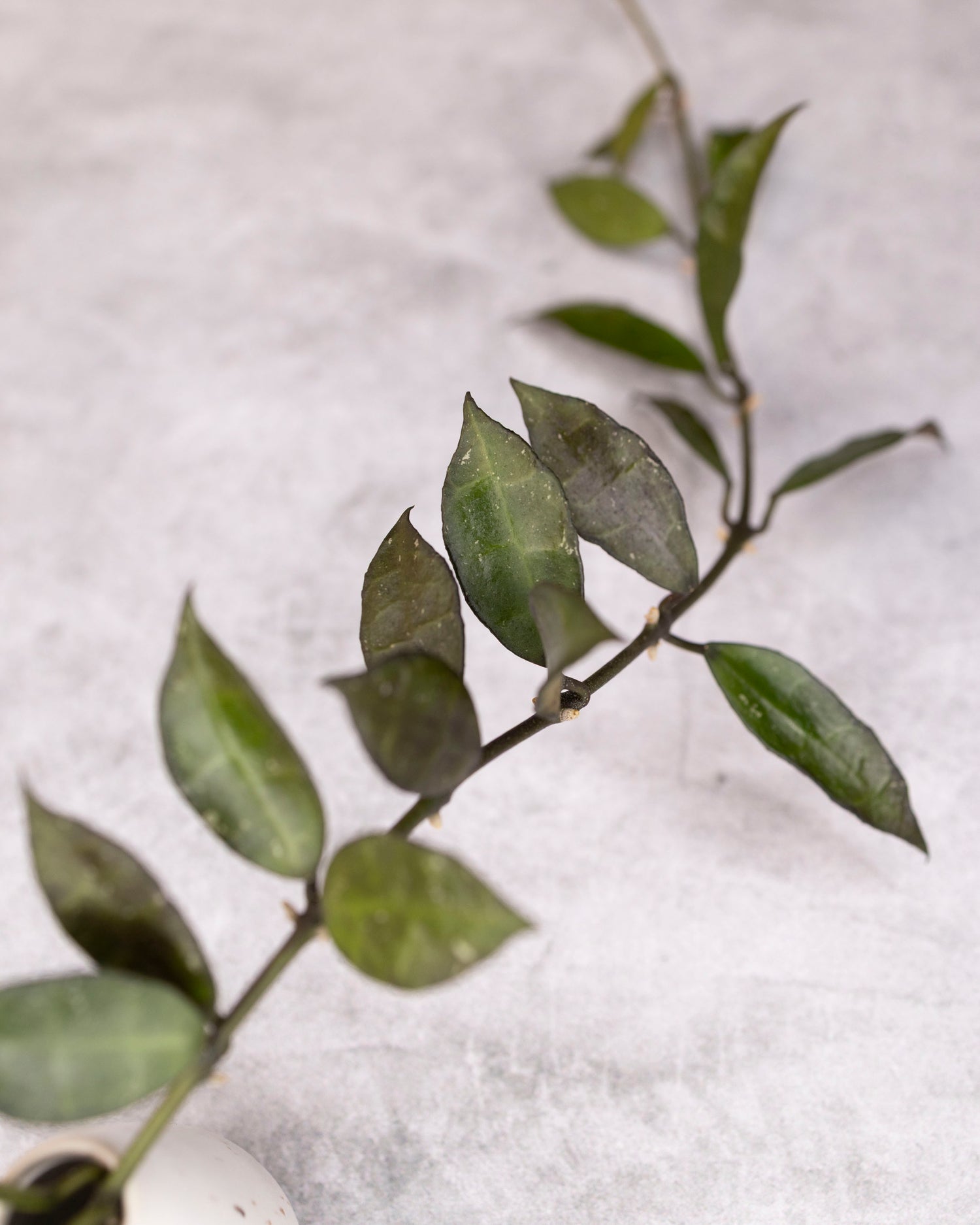 Close-up of a branch with green leaves on a light gray background