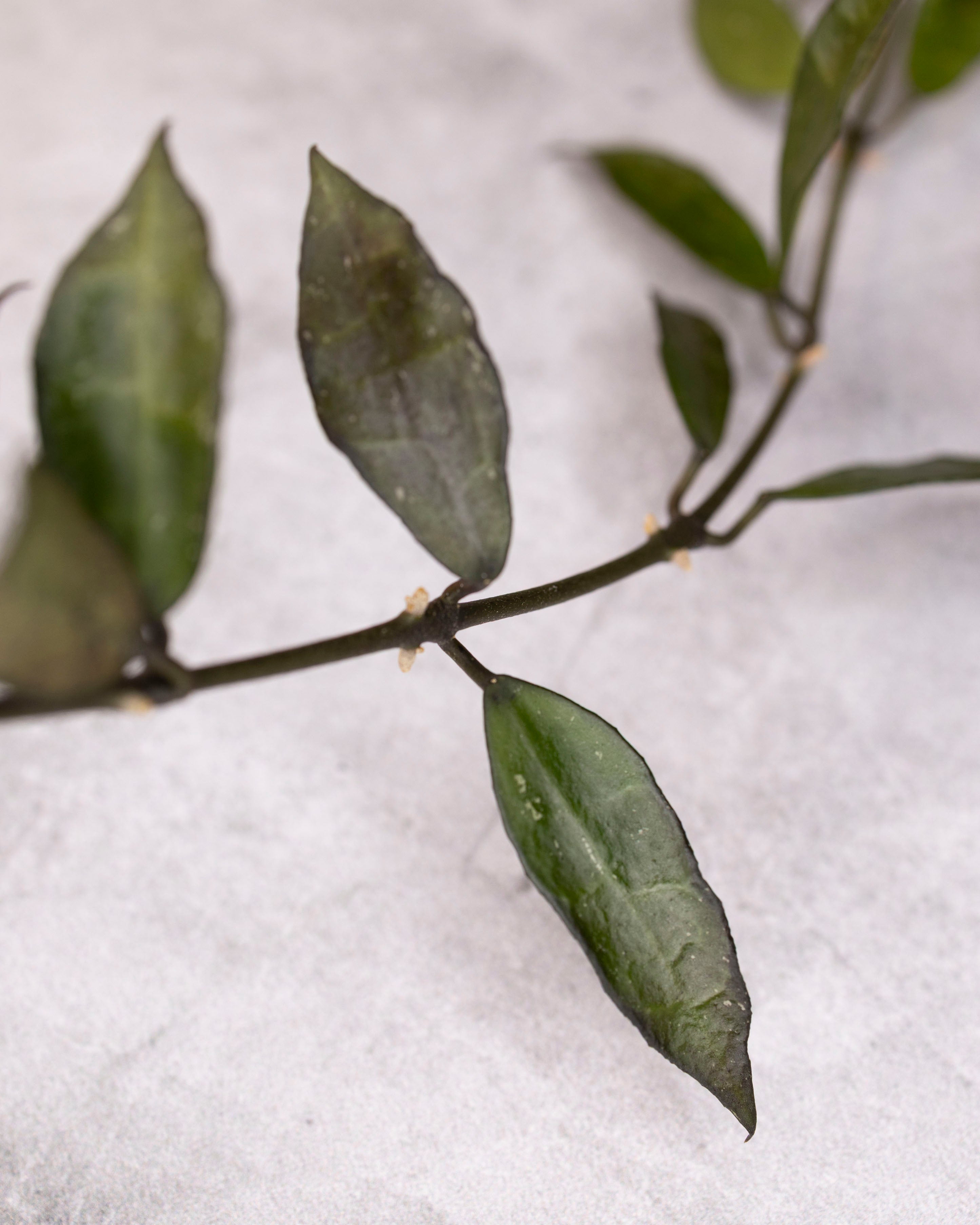 Close-up of a branch with green leaves on a white background