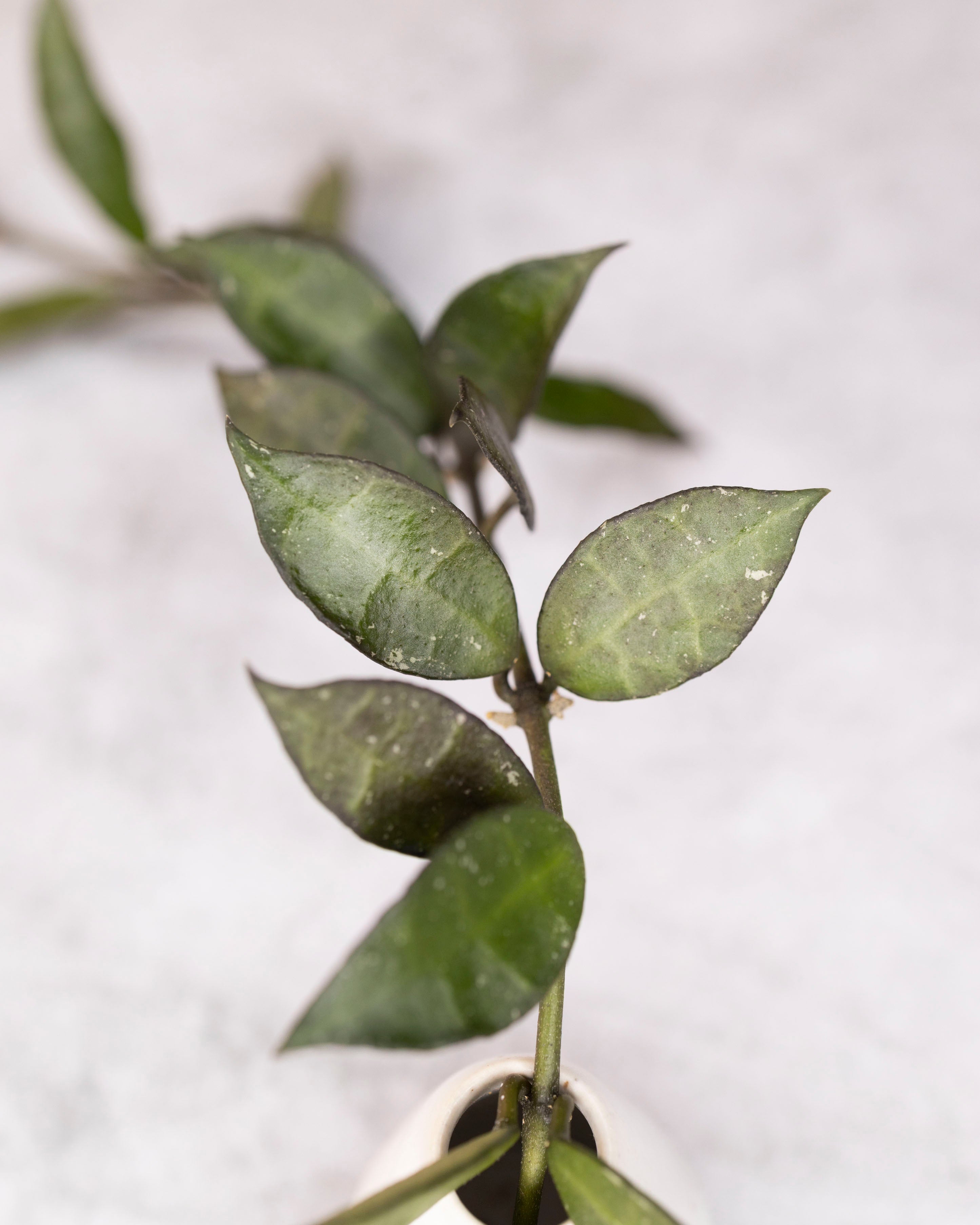 Close-up of green leaves on a branch with a blurred white background