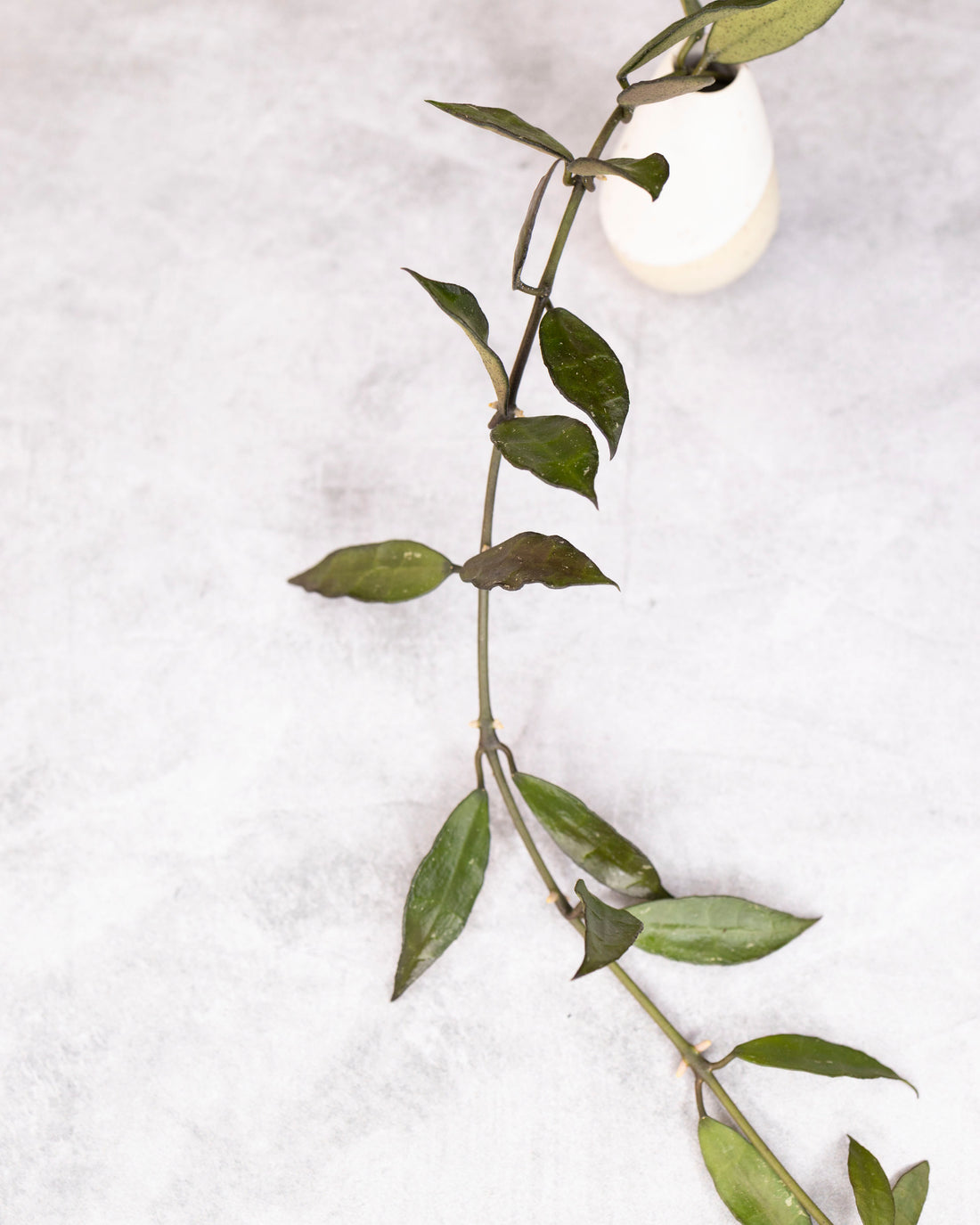 Green leafy branch with a white light bulb on a light gray background