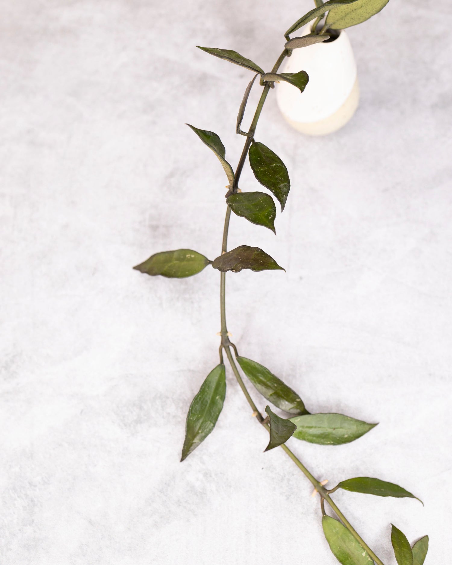 Green leafy branch with a white light bulb on a light gray background