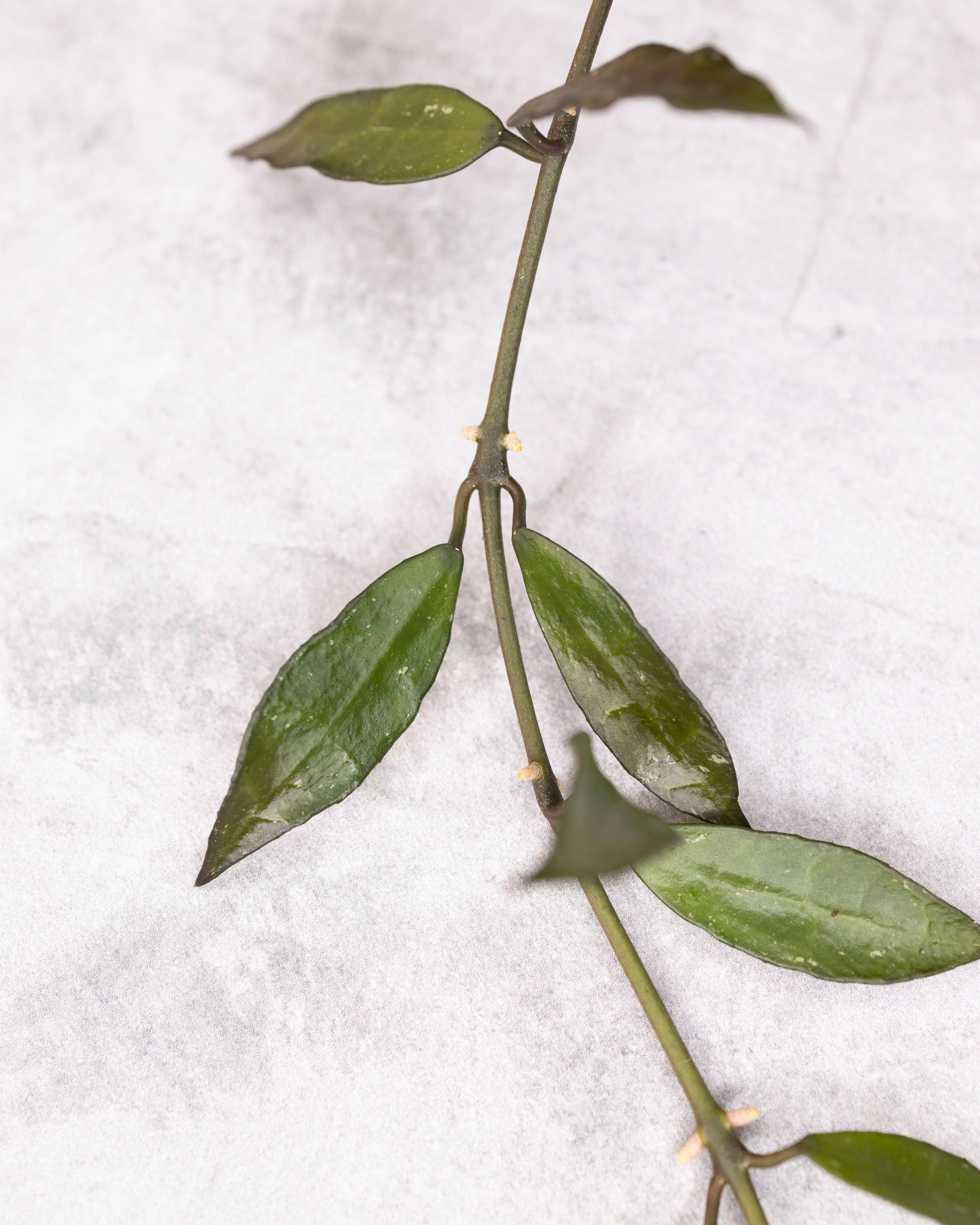 Close-up of a green leafy branch on a white textured background