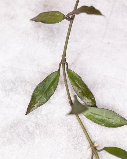 Close-up of a green leafy branch on a white textured background