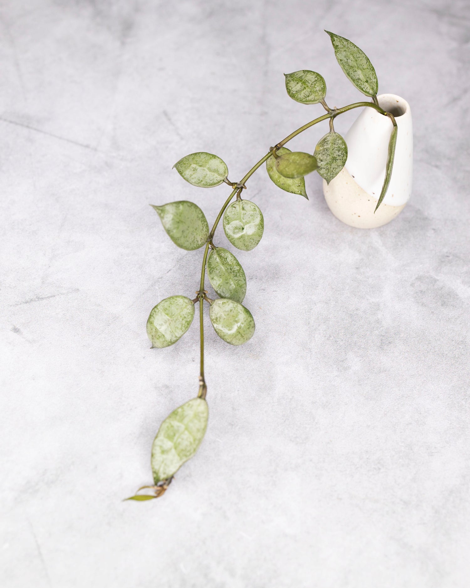Hoya lacunosa &
