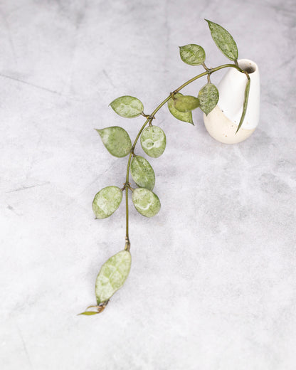 Hoya lacunosa &