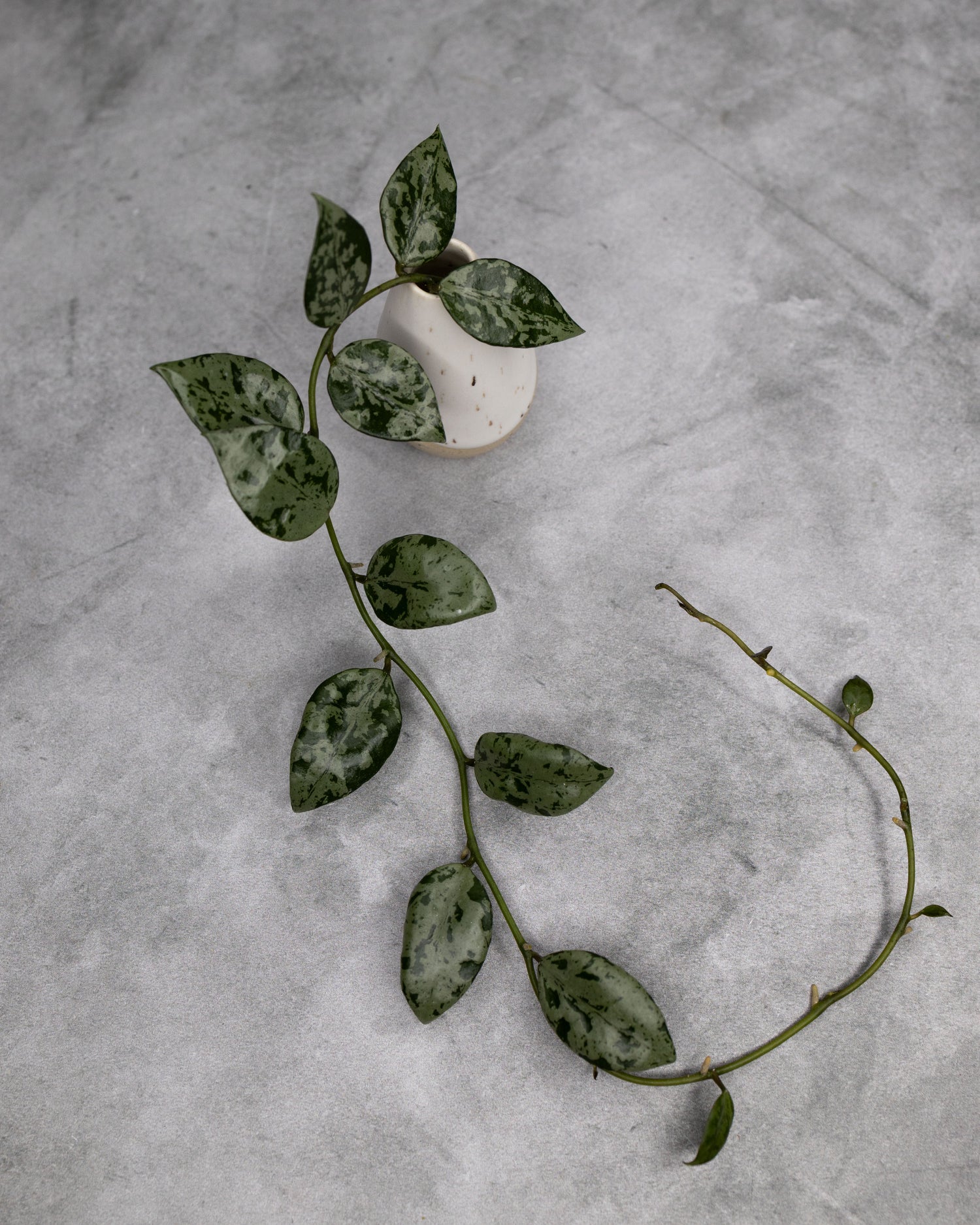 Hoya lacunosa &
