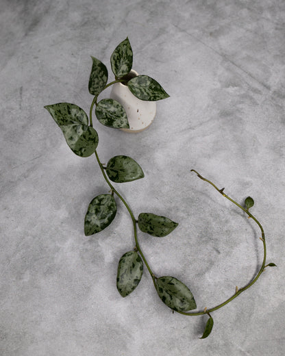 Hoya lacunosa &