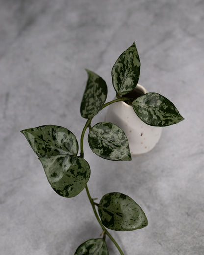 Hoya lacunosa &