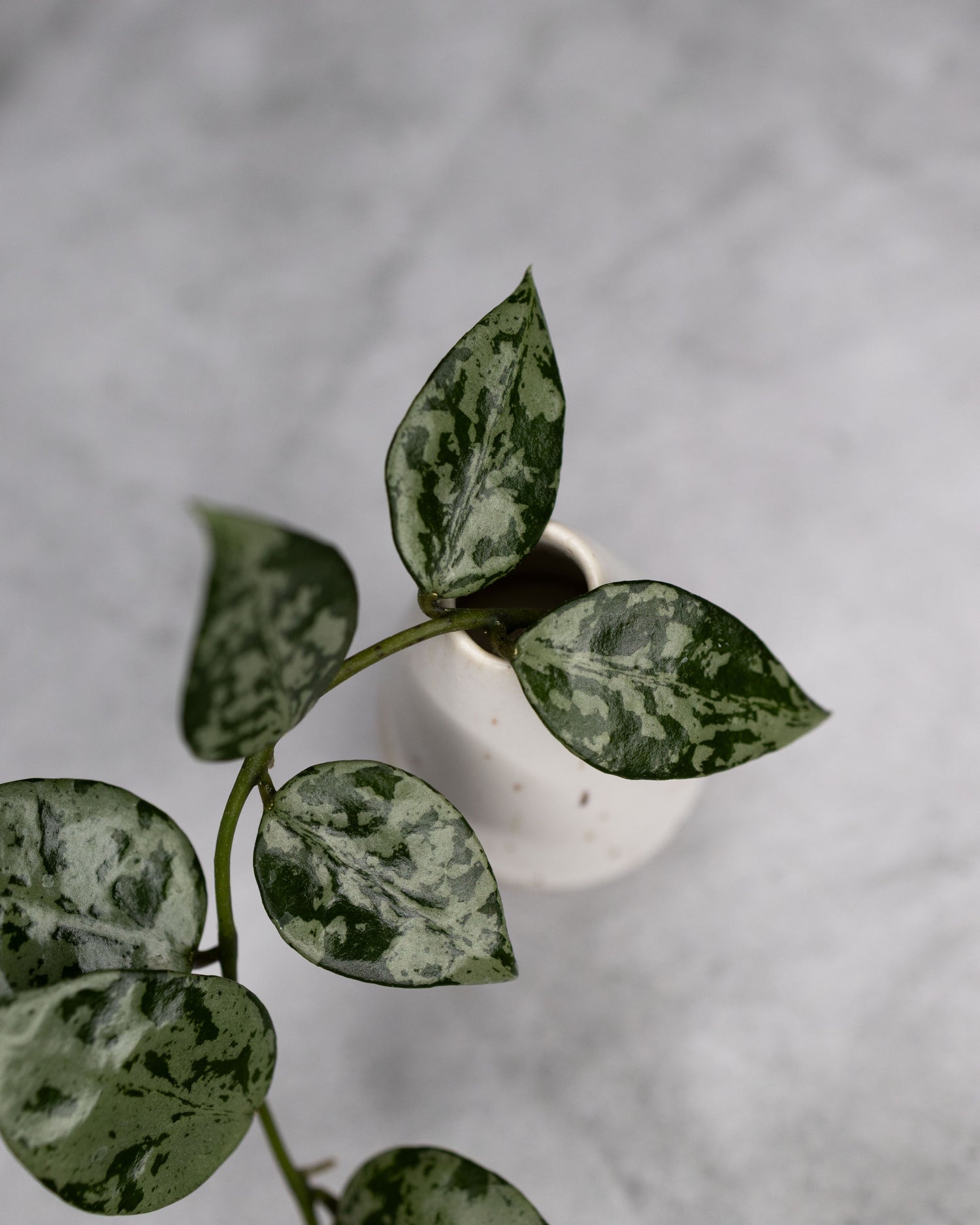 Hoya lacunosa &