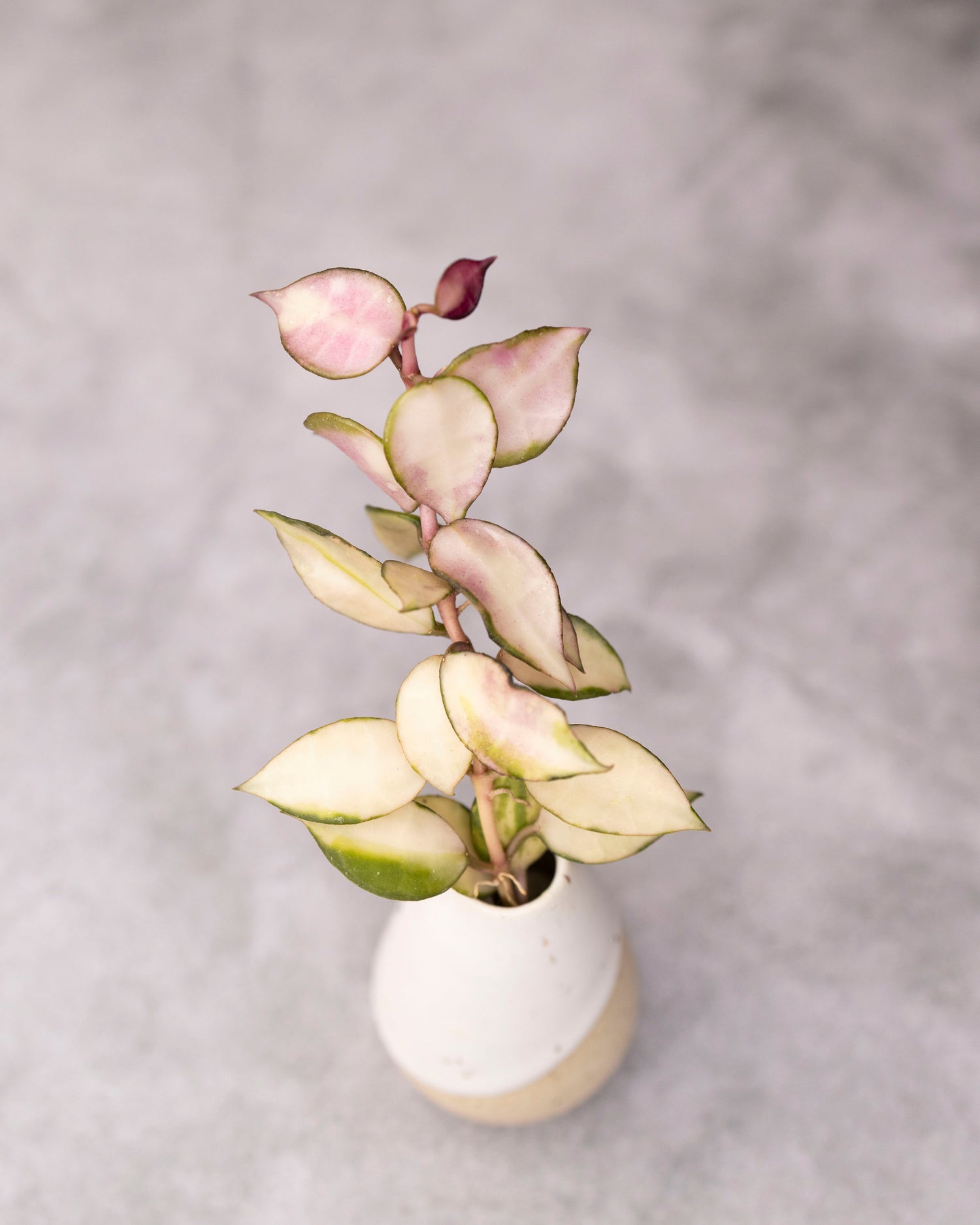 Hoya lacunosa &