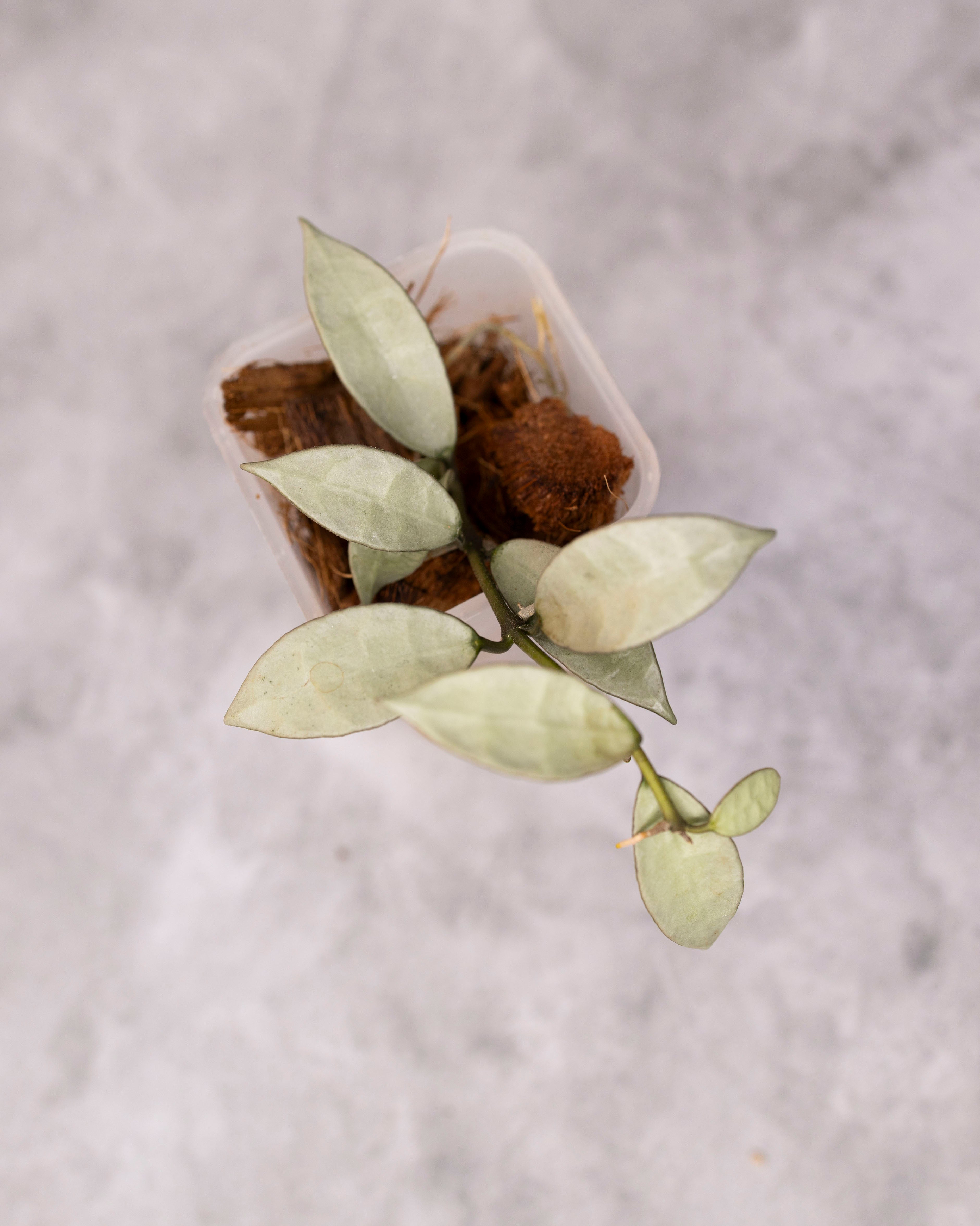 Hoya lacunosa 'OAK-022' /0138/ – Hoya Cuttings