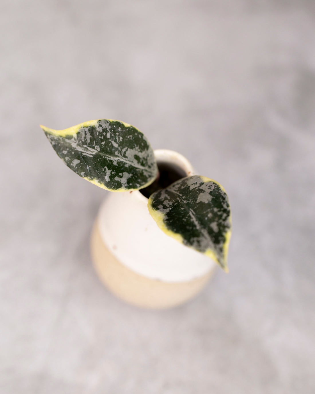 Hoya lacunosa &