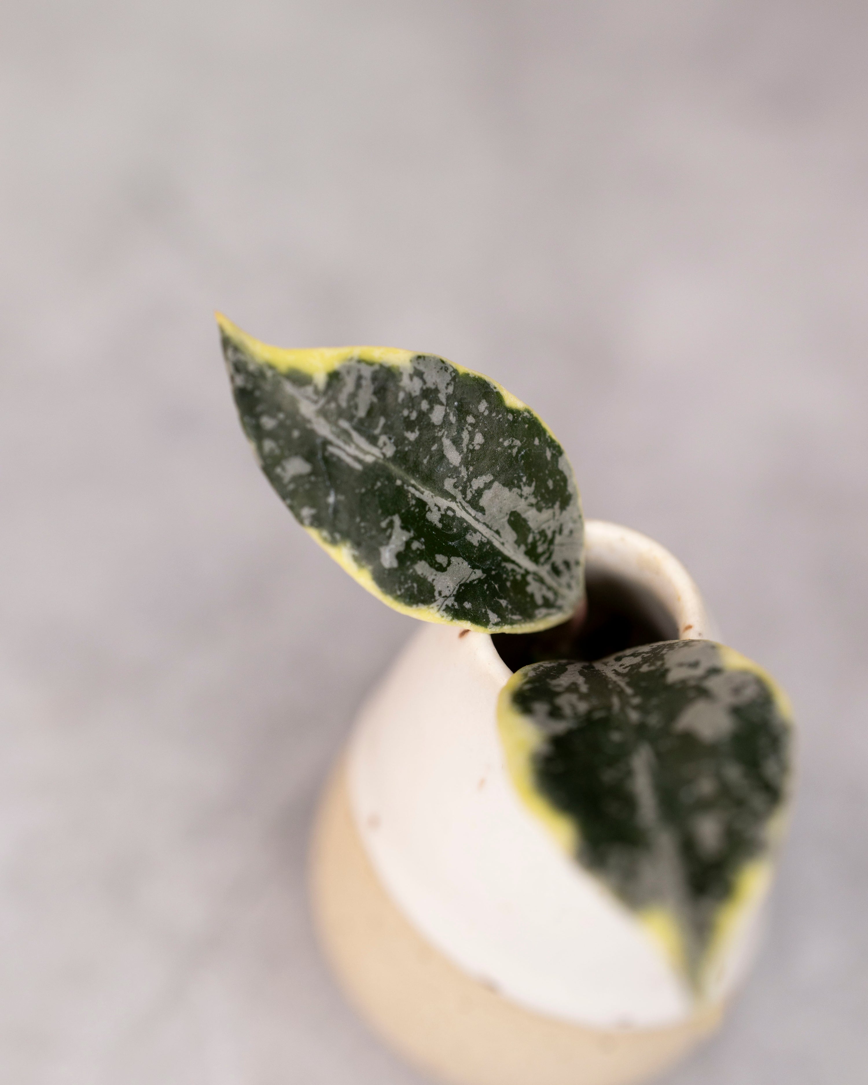 Hoya lacunosa &