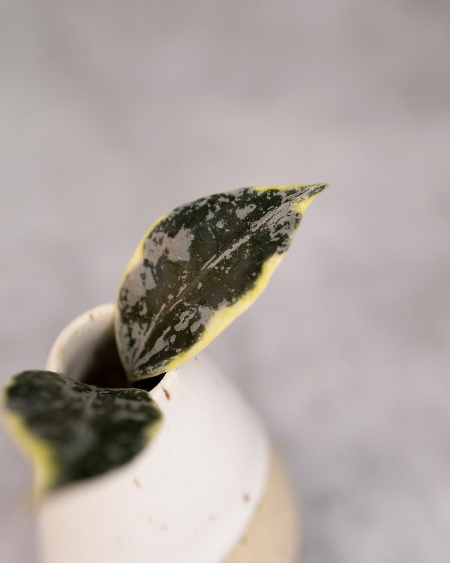 Hoya lacunosa &