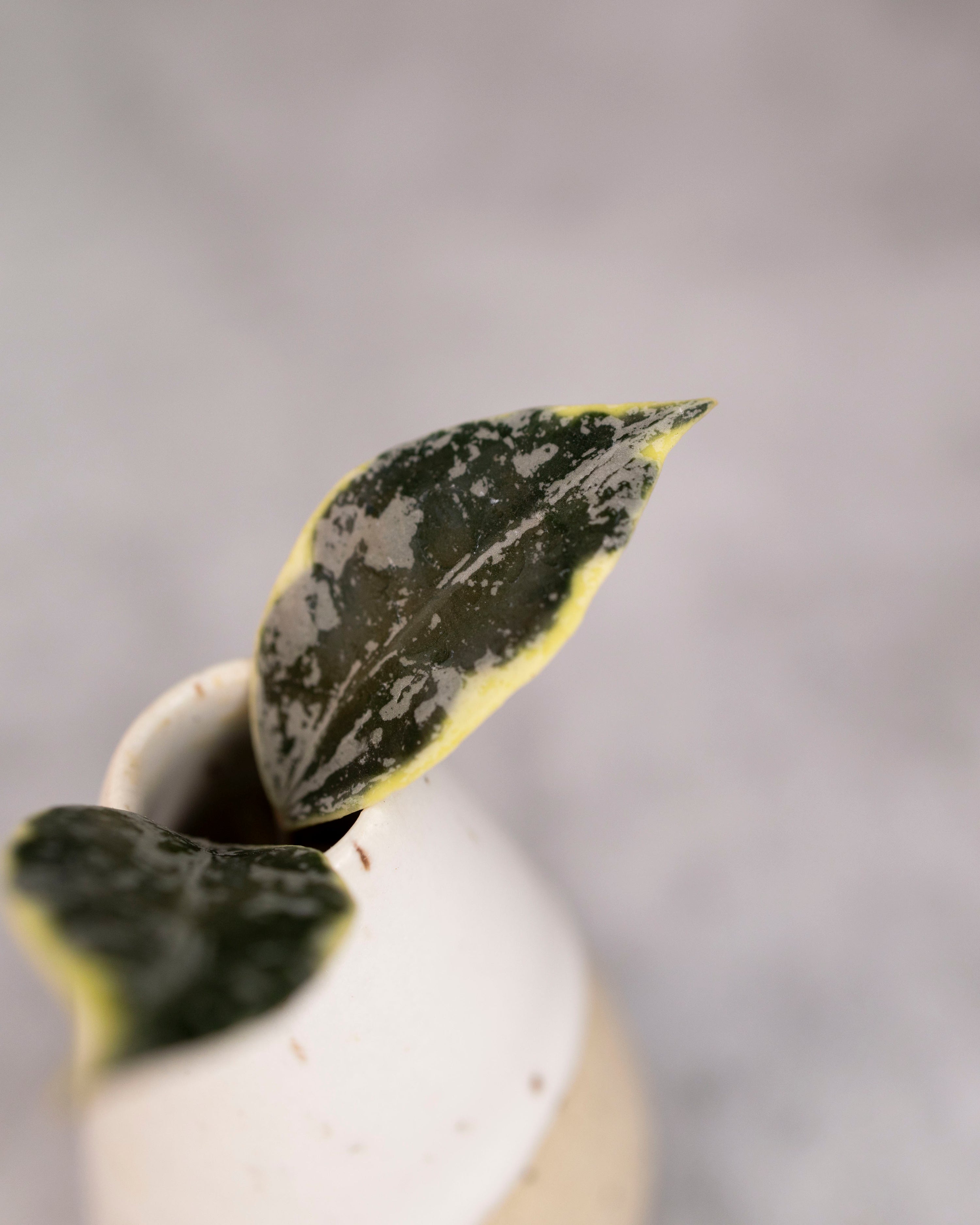 Hoya lacunosa &
