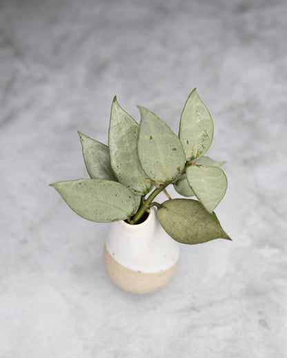 Hoya lacunosa &