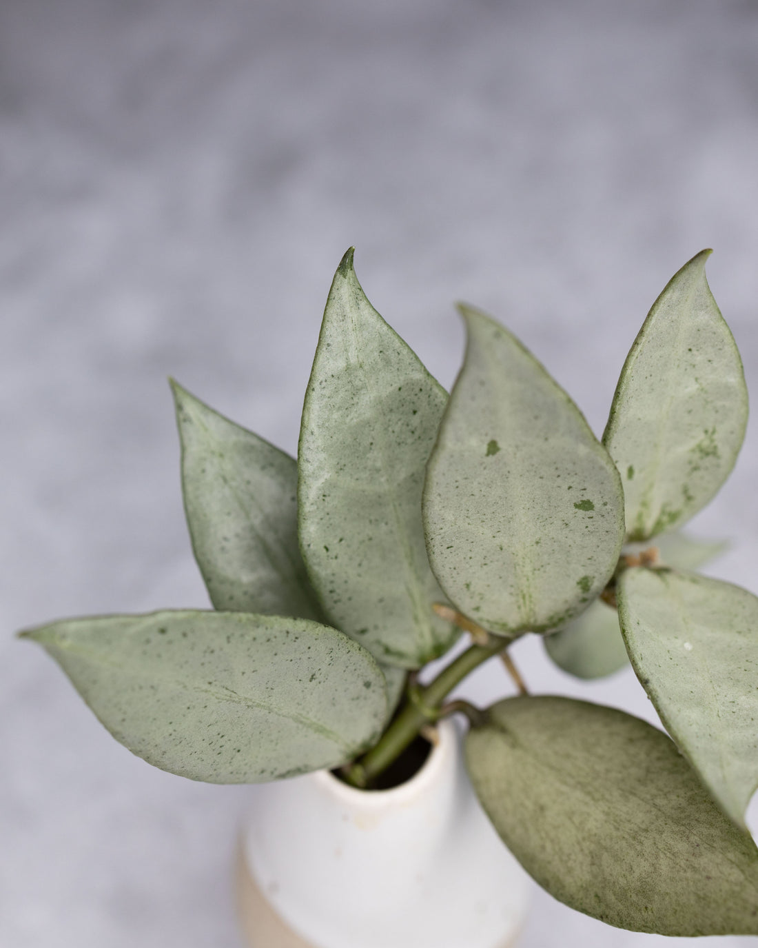 Hoya lacunosa &