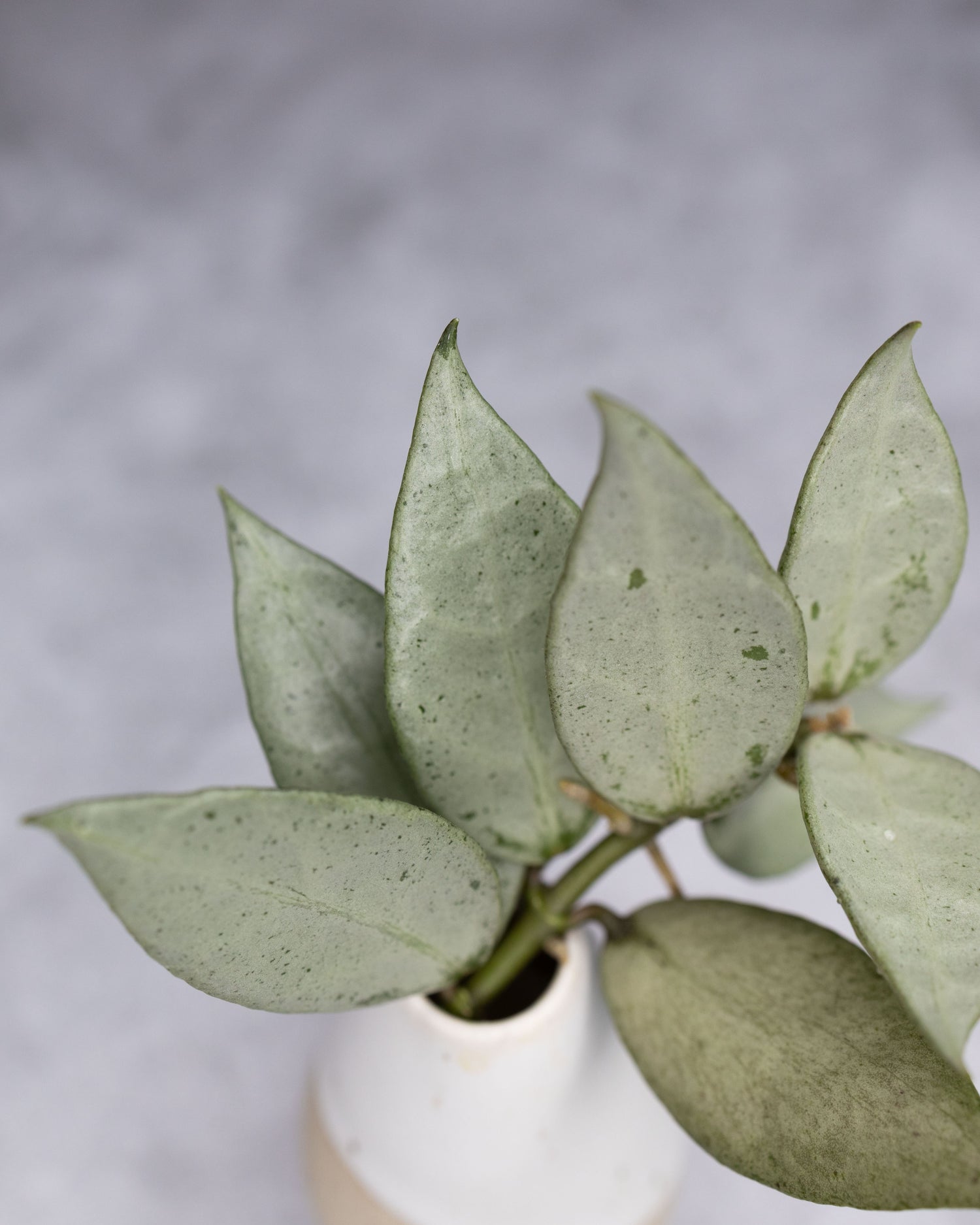 Hoya lacunosa &