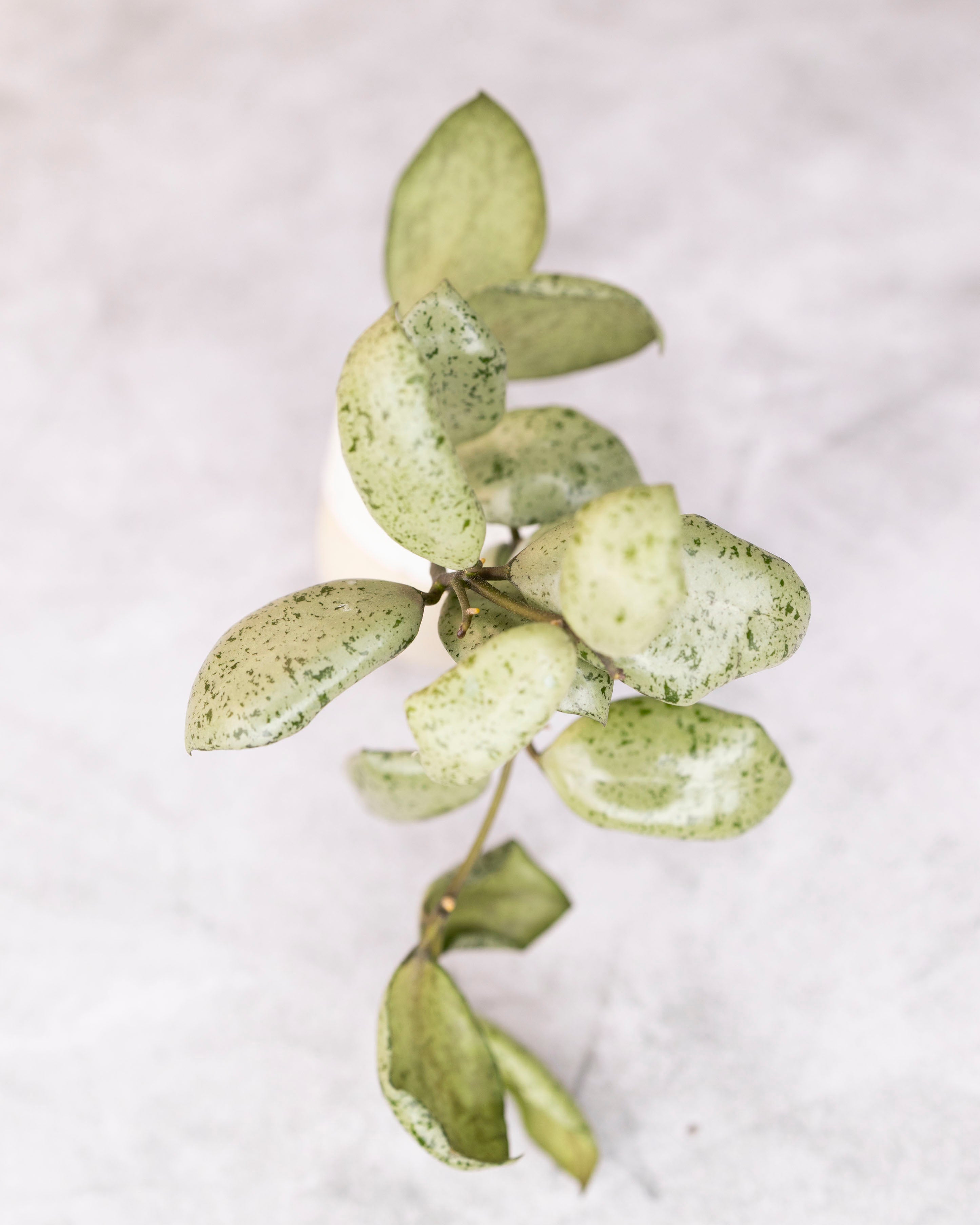 Green leaves on a white background